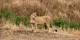 Tanzanie - 2010-09 - 195 - Serengeti - Lionne